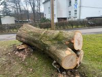 Holzstamm im Januar gefällt Nordrhein-Westfalen - Nümbrecht Vorschau
