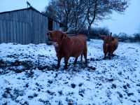 Highland Cattle Färse Niedersachsen - Stelle Vorschau