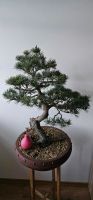 Bonsai Mädchenkiefer ca 45-50jahre Pinus Bayern - Sulzemoos Vorschau
