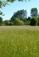 Suche Landwirtschaftliche Fläche, Grünland Nordrhein-Westfalen - Hilchenbach Vorschau