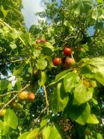 Mirabellenbäume alte Sorte Obst EierPflaumen Ludwigslust - Landkreis - Malliß Vorschau