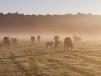 Limousin - Absetzer - Jungbullen - Färsen - Jungkuh mit Kalb Nordrhein-Westfalen - Greven Vorschau