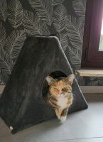 Getiegerte Katze aus Grebenstein vermisst Hessen - Grebenstein Vorschau