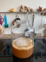 Kombucha, Teepilz Baden-Württemberg - Vaihingen an der Enz Vorschau