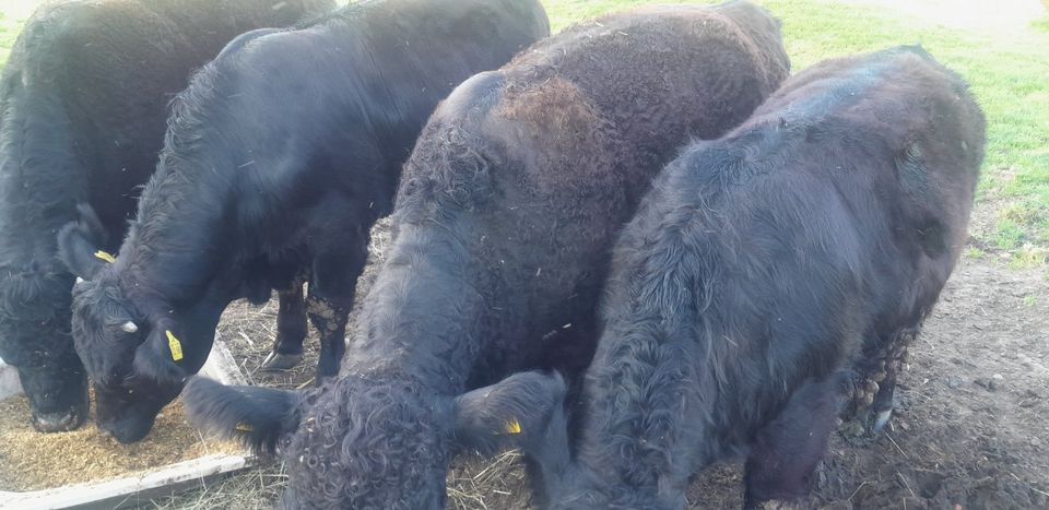 Galloway Ochsen Rinder Bullen Kühe in Westerkappeln