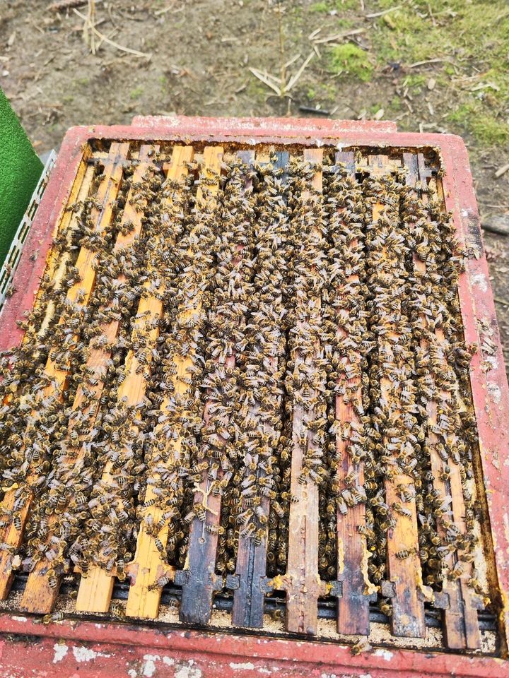 Bienen zu verkaufen in Harsewinkel