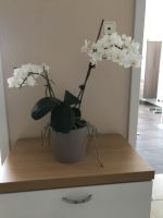 Zimmerpflanze Orchidee ohne Übertopf Bayern - Neustadt a.d.Donau Vorschau