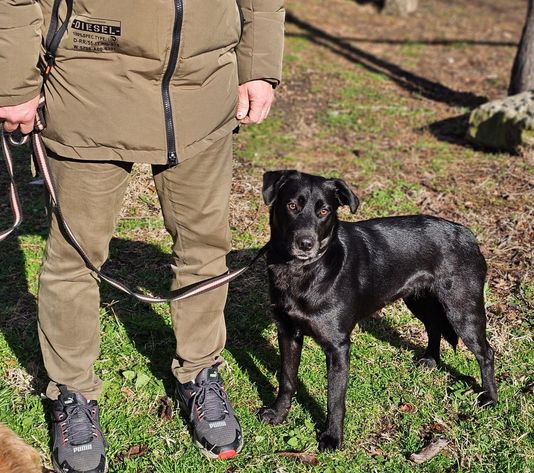 Tierschutz - die junge Hündin Zayka sucht ein Zuhause ! in Hannover