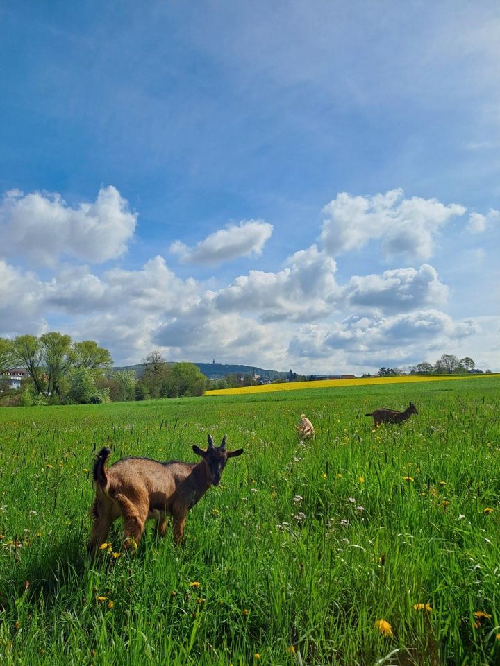 Suche Helfer/In für Hobby-Landwirtschaft in Amberg