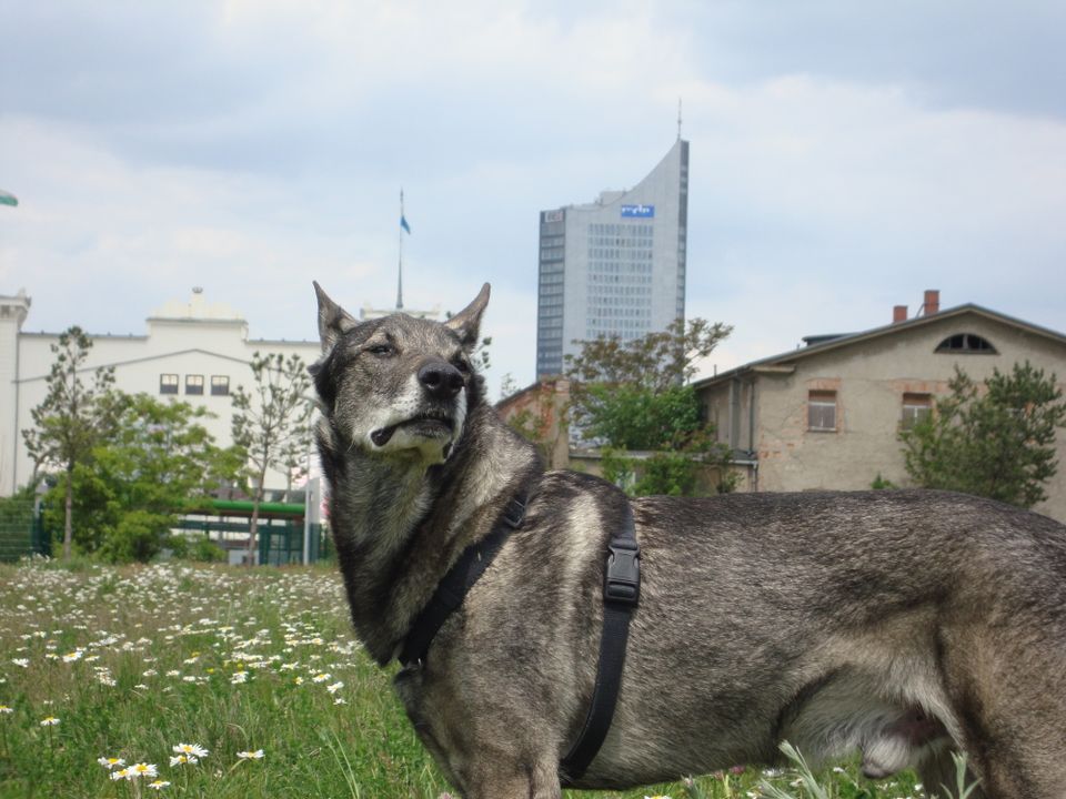 Gassiservice, Einzelrunde für den Hund, Katzenbetreuung in Leipzig
