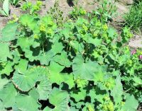 DEKORATIVE WINTERHARTE GARTENSTAUDE DER FRAUENMANTEL Dresden - Räcknitz/Zschertnitz Vorschau