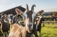 Ziegen Rohmilch Hessen - Bad König Vorschau