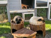 Meerschweinchen suchen ein Zuhause! Nordrhein-Westfalen - Castrop-Rauxel Vorschau