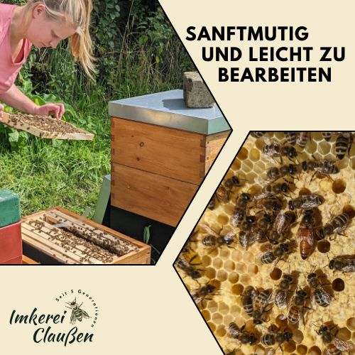 Bienenvölker Bienenvolk Buckfast auf DNM & Kunstschwärme Bienen in Westerrönfeld