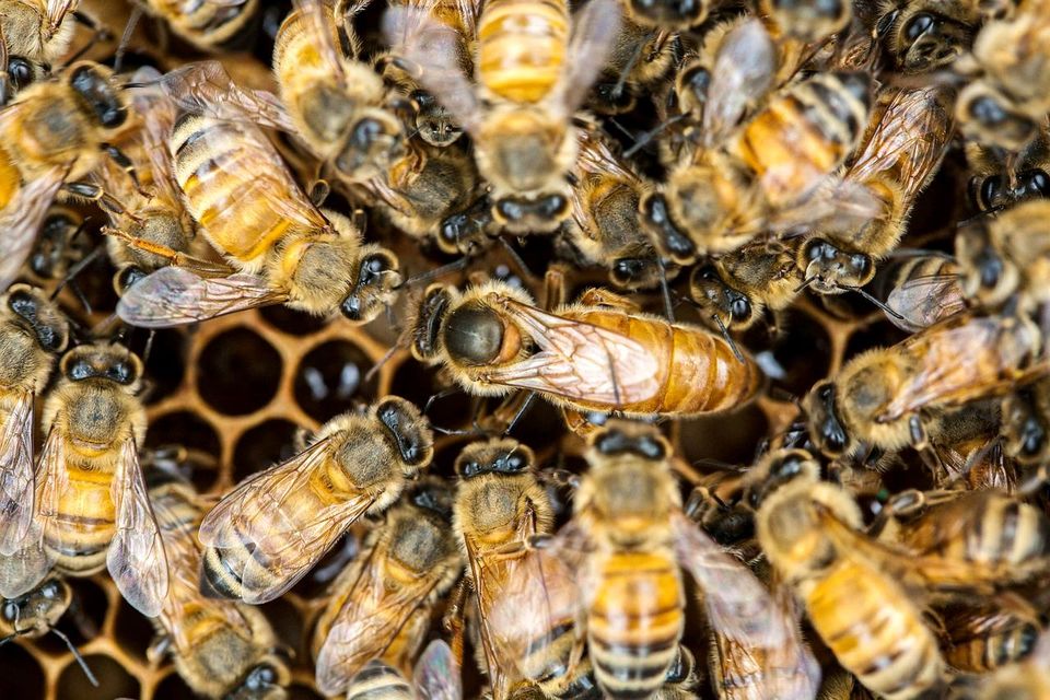 20 Bienenvölker (Buckfast) auf Zanderrähmchen, biozertifiziert in Eberswalde