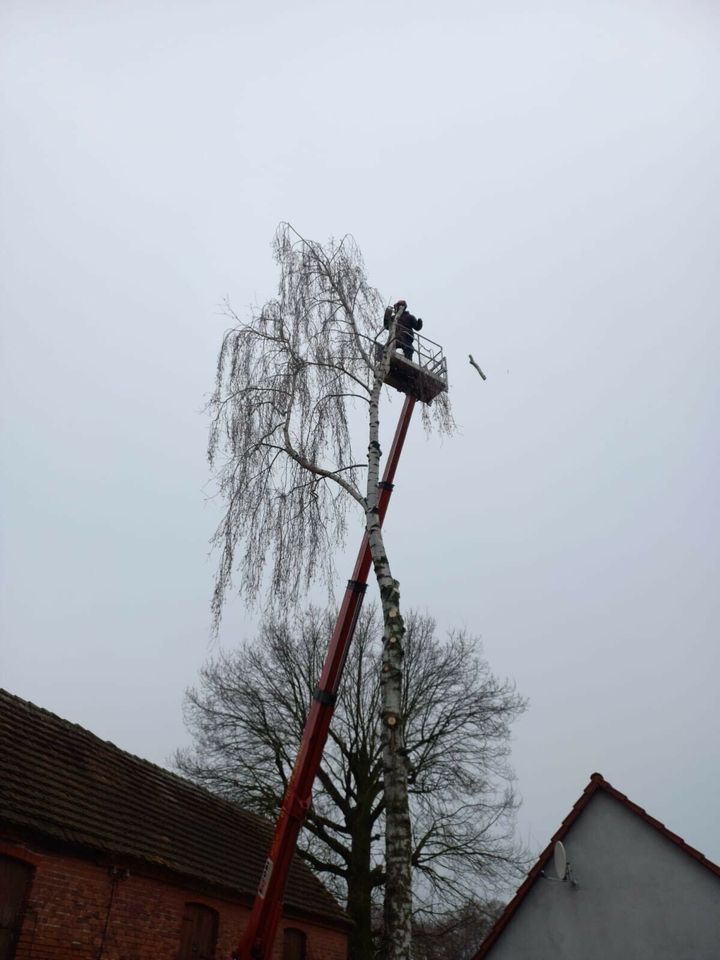 Baumfällungen / Abtragen mit SKT, Brennholz!!!&weitere Arbeiten in Jerichow