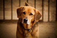Tierschutzhund Beagle Mix Chucky Niedersachsen - Winsen (Luhe) Vorschau