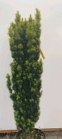 Taxus fastigata aurea 125/150cm - Säuleneibe Hessen - Dreieich Vorschau