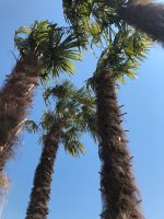 Palmen in verschiedenen Größen jetzt bestellen Nordrhein-Westfalen - Hiddenhausen Vorschau