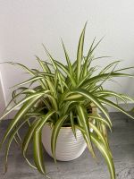 Pflanze Grünlilie Chlorophytum Variegatum Zimmerpflanze Baden-Württemberg - Dettenheim Vorschau