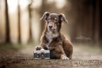 Tierfotograf * Fotograf * Fotografie * Hunde * Pferde Niedersachsen - Werlte  Vorschau