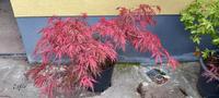 Jap. Ahorn - Acer palmatum 'Chantily Lace' Saarland - Saarwellingen Vorschau