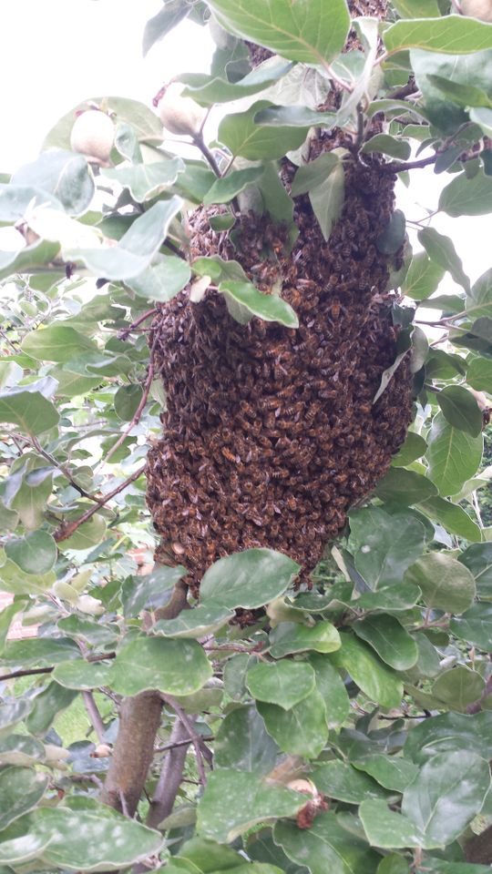 Bienenschwarm einfangen in Grevenbroich