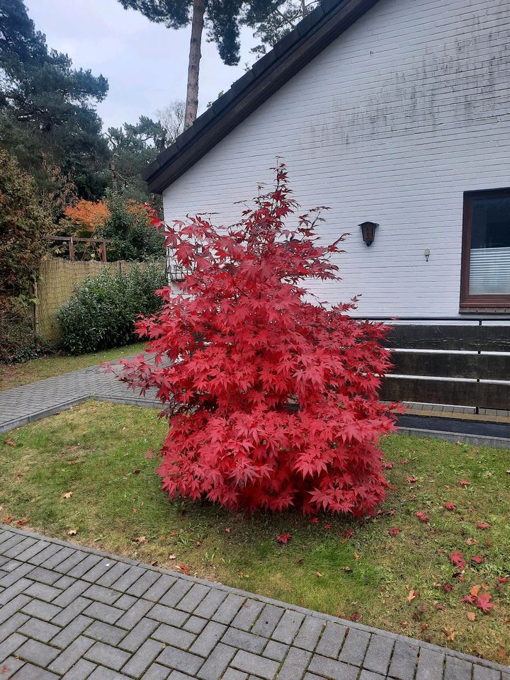 Japanischer Ahorn in Seevetal