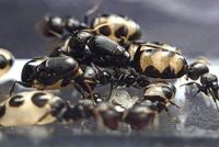 Camponotus bellus Kolonie Ameisenkolonie Frankfurt am Main - Westend Vorschau