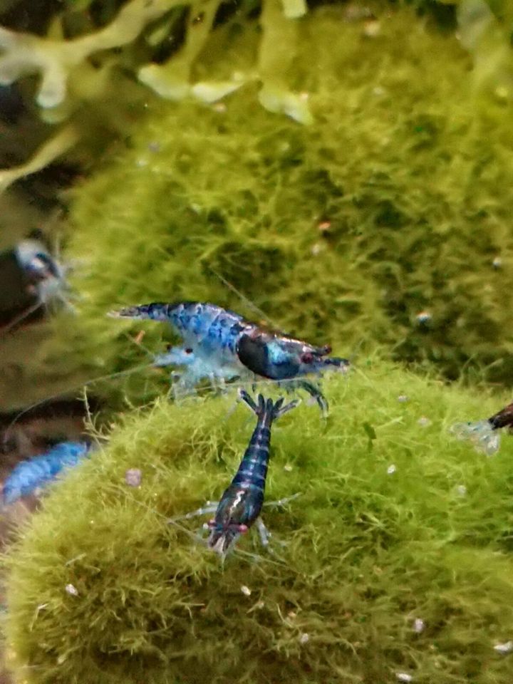 Zwerggarnelen Neocaridina davidi Blue Diamond 10 Stück in Erbach