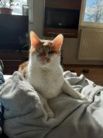 Kater sucht neues Zuhause Nordrhein-Westfalen - Lichtenau Vorschau