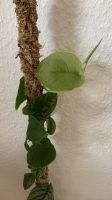 Monstera dubia 2 Blätter für 5€ oder ganze Pflanze Dresden - Leubnitz-Neuostra Vorschau