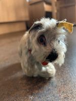 Steiff Hund Schnauzer Tessie mit Knopf und Fahne sehr alt Nordrhein-Westfalen - Herne Vorschau