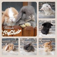 ❤️ Zwergwidder Minilop Mini Lop Hase Kaninchen ❤️ Brandenburg - Potsdam Vorschau