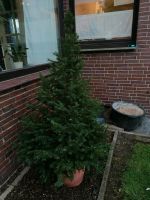 Taxus (kegelförmig) Niedersachsen - Wallenhorst Vorschau