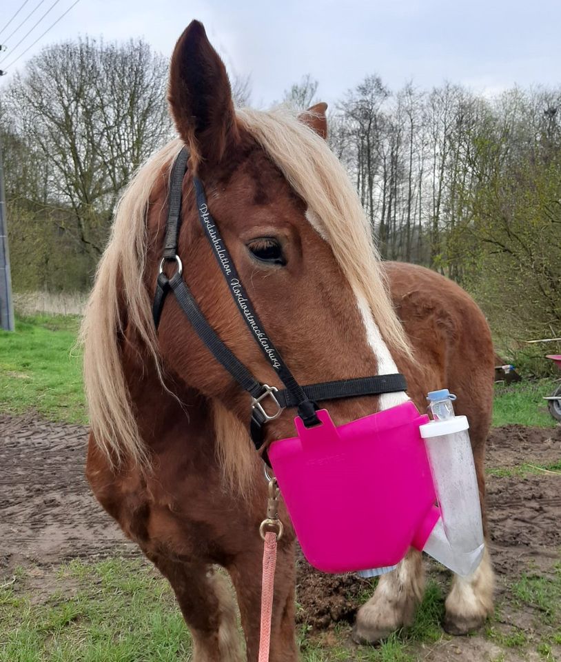 Flexineb E3 Verleih Miete Inhalator Pferd - Medi und Maxi in  Nordwestmecklenburg - Landkreis - Grevesmuehlen | eBay Kleinanzeigen ist  jetzt Kleinanzeigen