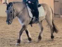 Reitbeteiligung für Pony gesucht Niedersachsen - Sehlde Vorschau