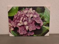 Neue Fotoleinwand / Bild Hortensie floral Niedersachsen - Wilhelmshaven Vorschau