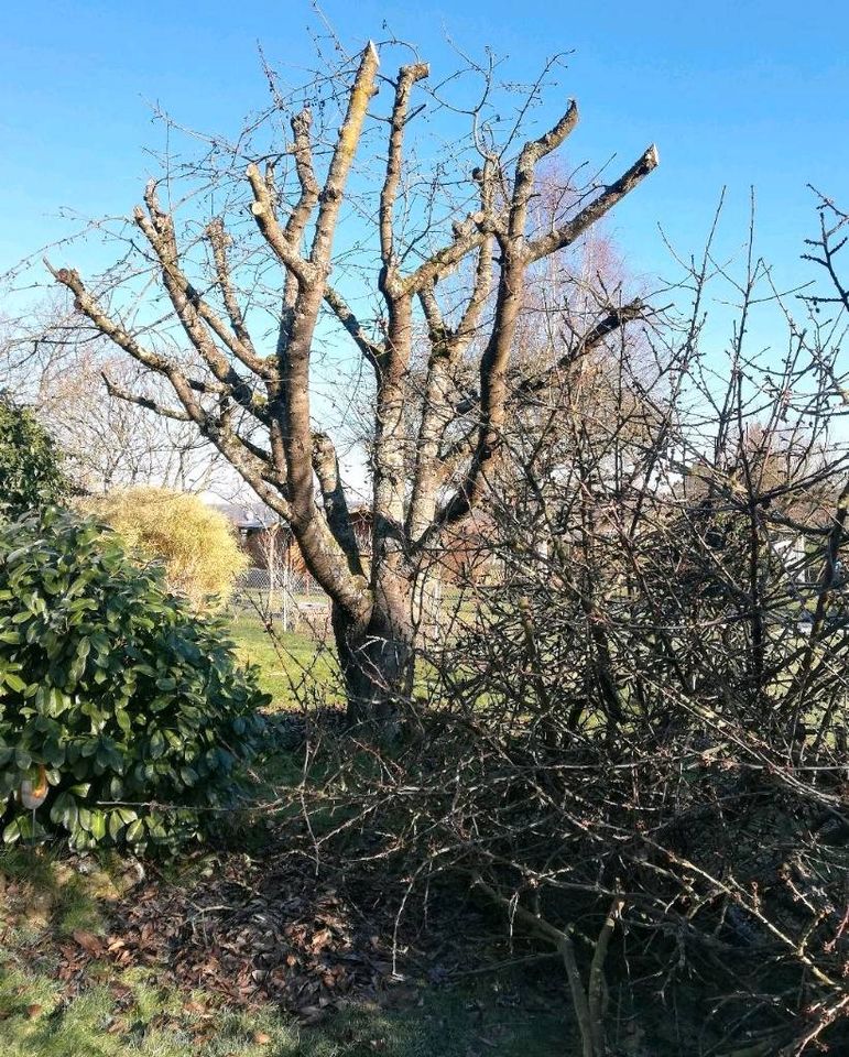 Heckenentfernung Rodung Baumentastung Baumfällung in Linden