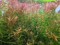 Rotala rotundifolia (schöne rote Aquarienpflanze) Baden-Württemberg - Karlsruhe Vorschau