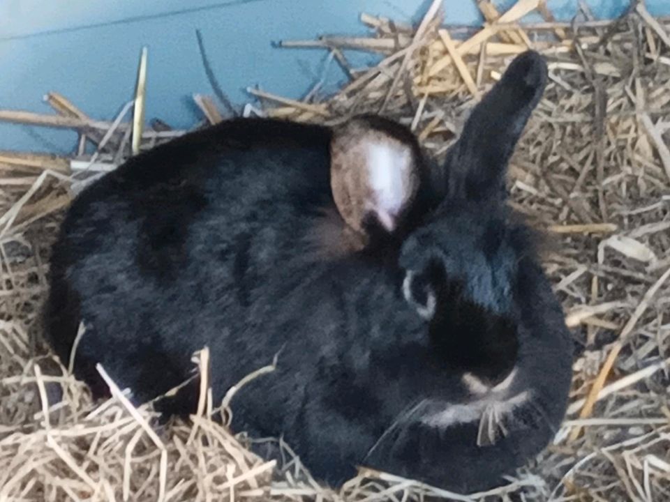 2 Kaninchenmädchen in Bodenfelde