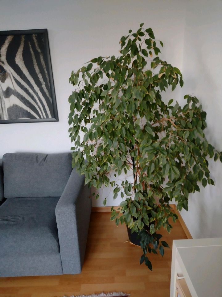 Pflanze Zimmerpflanze Ficus benjamini Birkenfeige Höhe 180cm in Bad Oldesloe