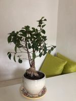Gesunder Ficus 'Ginseng' Bonsai mit Topf München - Maxvorstadt Vorschau