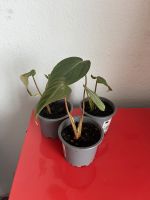 Philodendron Gloriosum Ableger Hessen - Darmstadt Vorschau