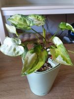 ❤️2 Syngonium magic marble Sachsen - Borna Vorschau