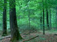 Suche Wald ab 50 Hektar Baden-Württemberg - Rosengarten Vorschau