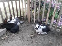 Junge Kaninchen Sachsen - Oßling Vorschau