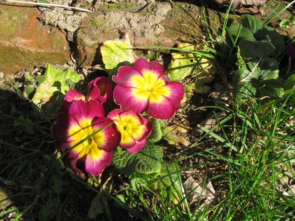 Gartenprimel, Primula vulgaris, Kissenprimel in Krumbach Schwaben