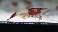 10 Red Rili Garnele - Neocaridina davidi Rheinland-Pfalz - Dichtelbach Vorschau