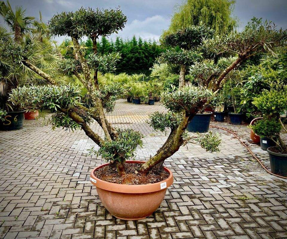 XXL Olivenbaum Olive Winterhart Olea Europaea 320 cm hoch in Ettenheim